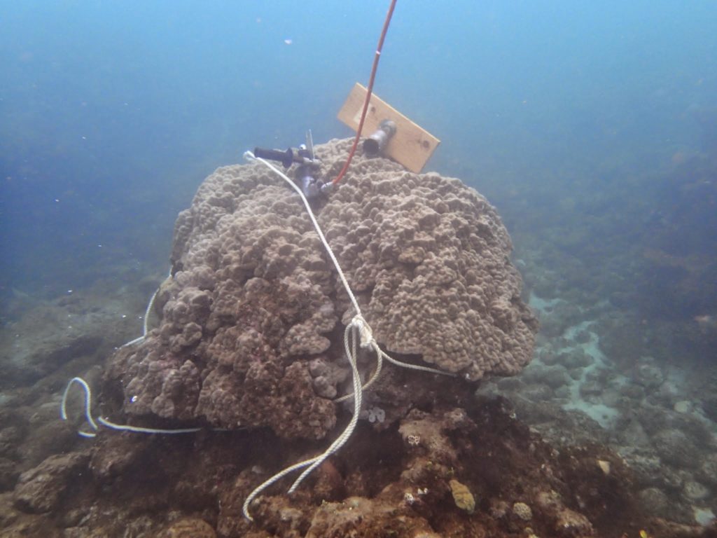 論文発表のお知らせ 人為起源によるサンゴ礁の撹乱の変遷をサンゴ骨格から検出 奄美大島住用湾における産業発展 土地利用変遷に対するサンゴの応答 喜界島サンゴ礁科学研究所
