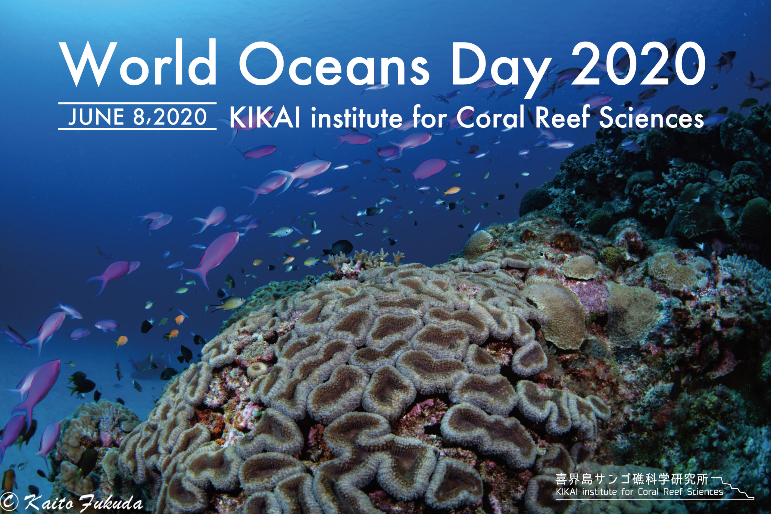 インド洋 サンゴ礁域 魚類図鑑「Indian Ocean Reef Guide」 Amazon.co.jp: インド洋 サンゴ礁域 魚類図鑑「Indian Ocean