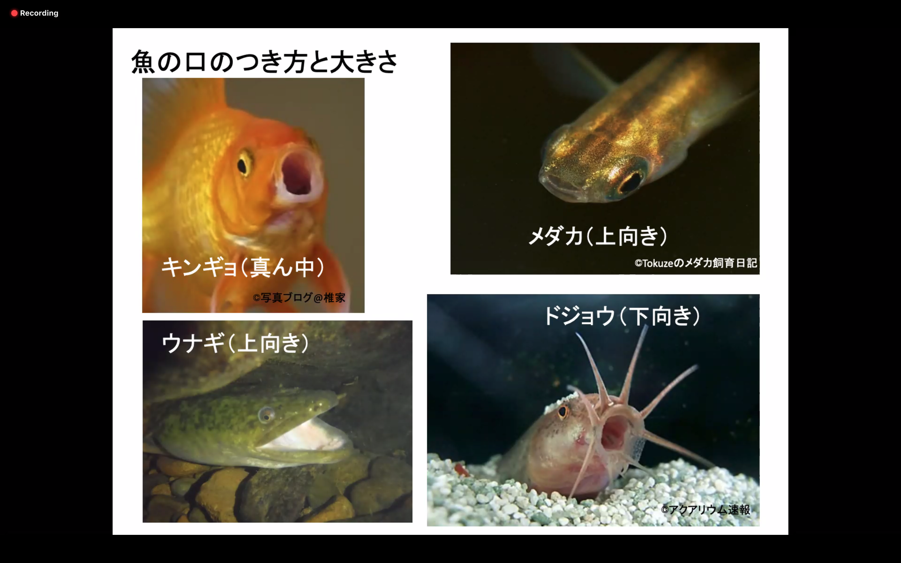 オンラインセミナー7月3日 金 魚の形からわかること 喜界島サンゴ礁科学研究所