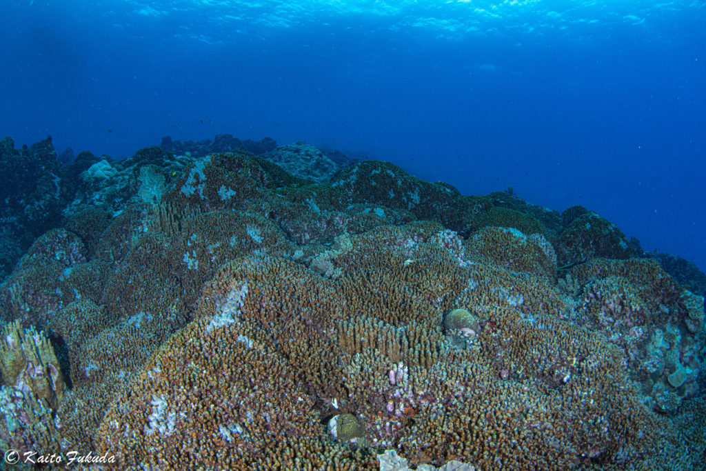 琉球列島 最北端 のアオサンゴの群生を確認 喜界島サンゴ礁科学研究所